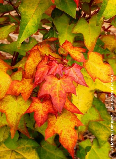 © Hortival Diffusion - Tous droits réservés