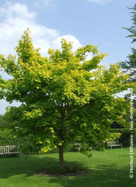 © Hortival Diffusion - Tous droits réservés