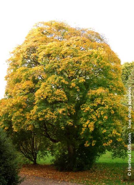 © Hortival Diffusion - Tous droits réservés