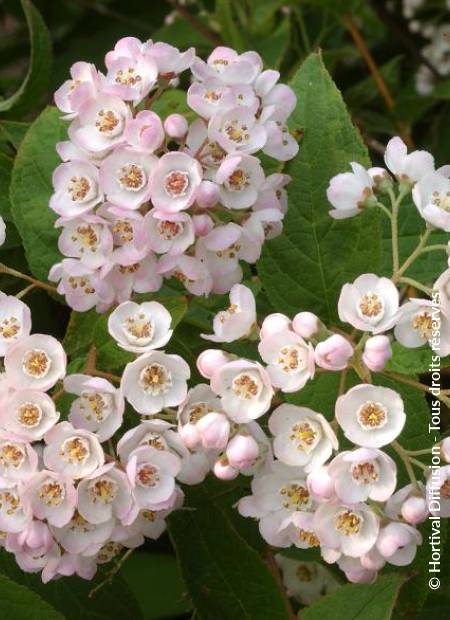 © Hortival Diffusion - Tous droits réservés