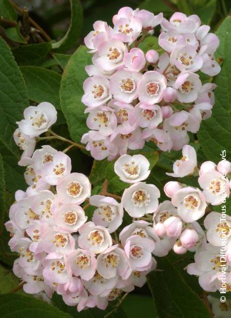 © Hortival Diffusion - Tous droits réservés