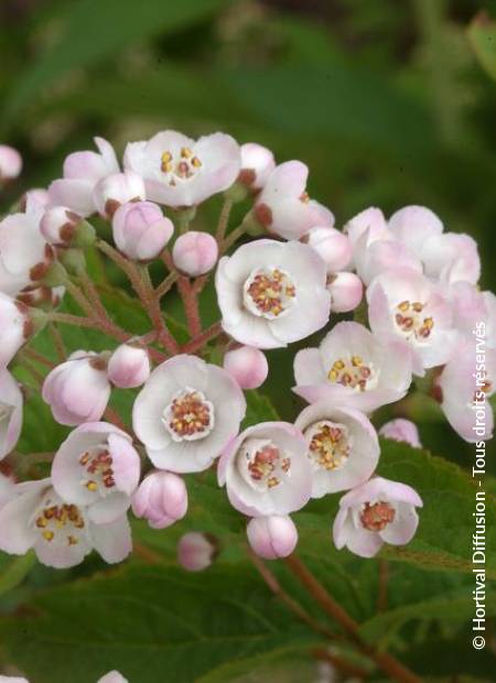 © Hortival Diffusion - Tous droits réservés