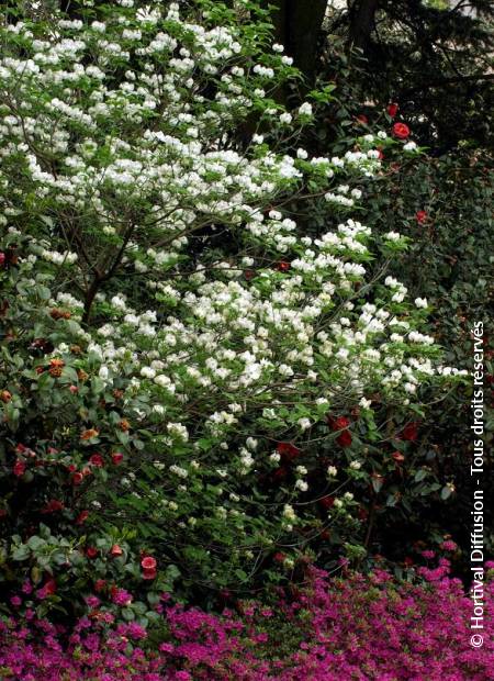 © Hortival Diffusion - Tous droits réservés