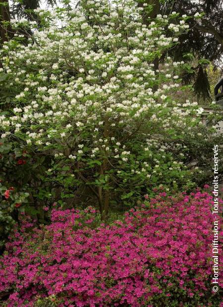 © Hortival Diffusion - Tous droits réservés