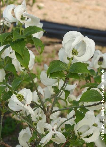 © Hortival Diffusion - Tous droits réservés