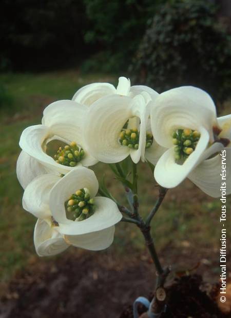 © Hortival Diffusion - Tous droits réservés