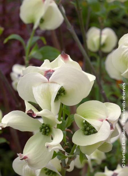 © Hortival Diffusion - Tous droits réservés