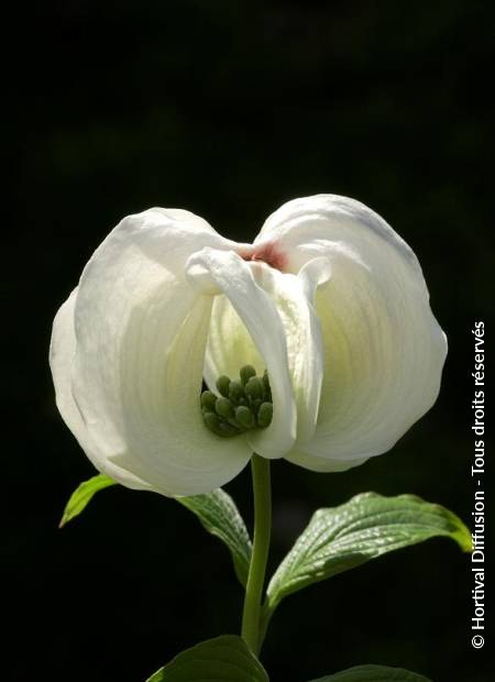 © Hortival Diffusion - Tous droits réservés