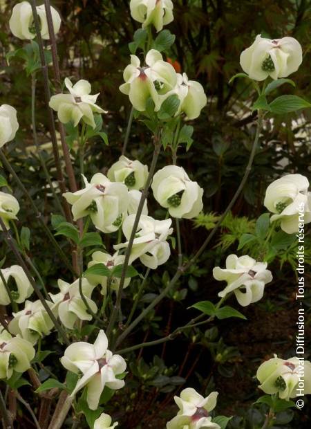 © Hortival Diffusion - Tous droits réservés