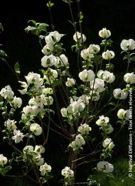 © Hortival Diffusion - Tous droits réservés