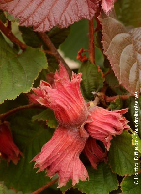 © Hortival Diffusion - Tous droits réservés