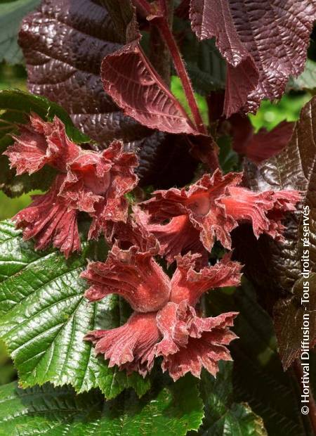 © Hortival Diffusion - Tous droits réservés