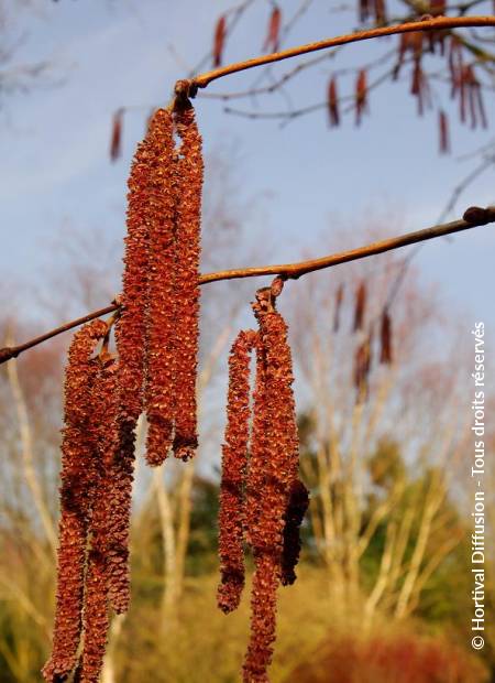 © Hortival Diffusion - Tous droits réservés