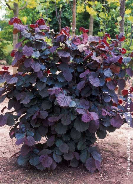 © Hortival Diffusion - Tous droits réservés