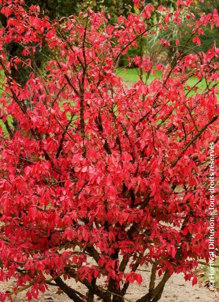 © Hortival Diffusion - Tous droits réservés