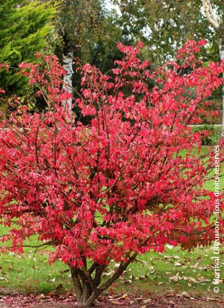 © Hortival Diffusion - Tous droits réservés