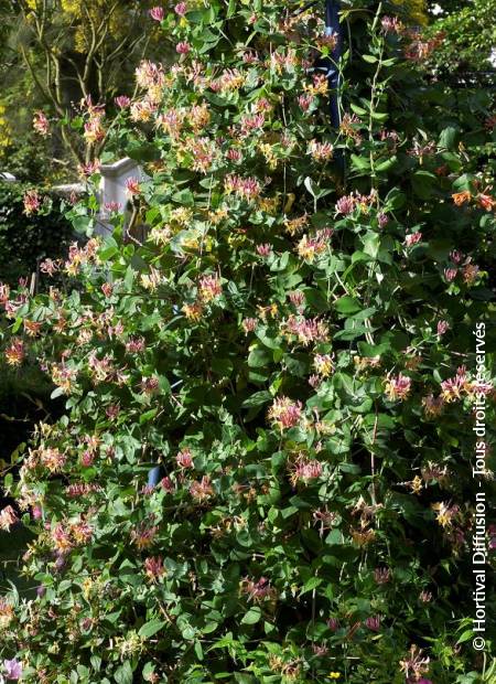 © Hortival Diffusion - Tous droits réservés