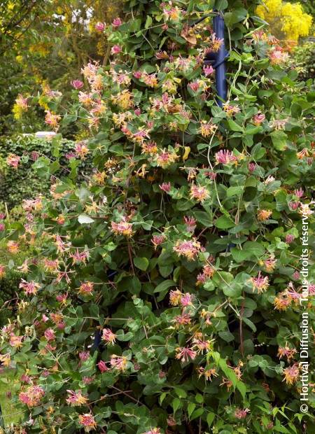 © Hortival Diffusion - Tous droits réservés