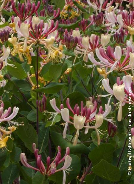 © Hortival Diffusion - Tous droits réservés