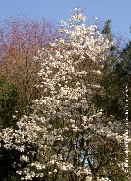 © Hortival Diffusion - Tous droits réservés