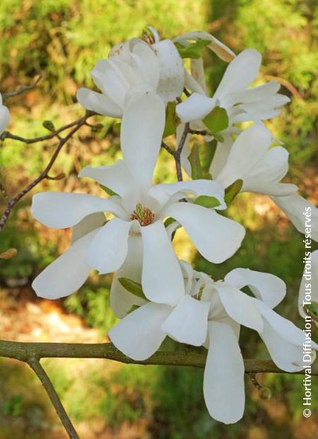 © Hortival Diffusion - Tous droits réservés