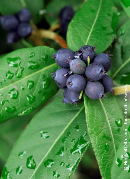 © Hortival Diffusion - Tous droits réservés