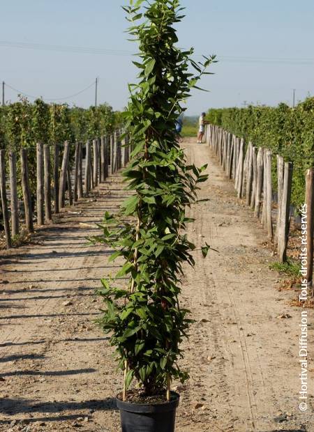 © Hortival Diffusion - Tous droits réservés