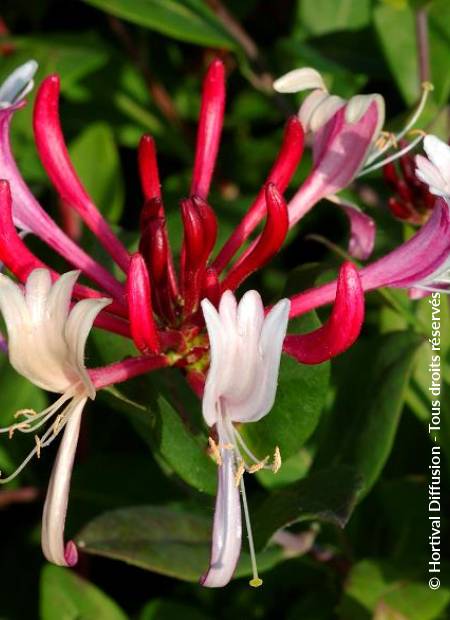 © Hortival Diffusion - Tous droits réservés