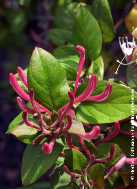 © Hortival Diffusion - Tous droits réservés