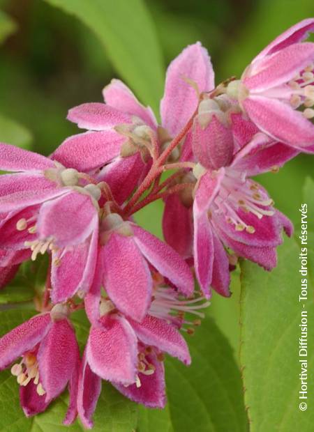 © Hortival Diffusion - Tous droits réservés