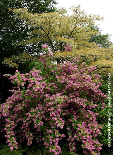 © Hortival Diffusion - Tous droits réservés