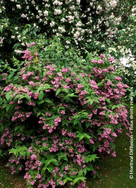 DEUTZIE Astérisque arbuste Deutzia Magnifica 'Tourbillon Rouge' 60-100 cm
