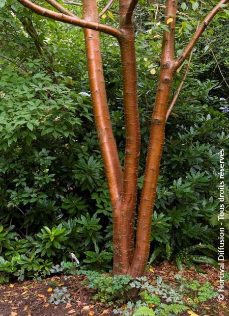 © Hortival Diffusion - Tous droits réservés