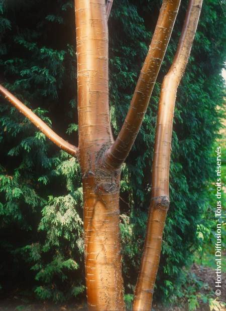 © Hortival Diffusion - Tous droits réservés