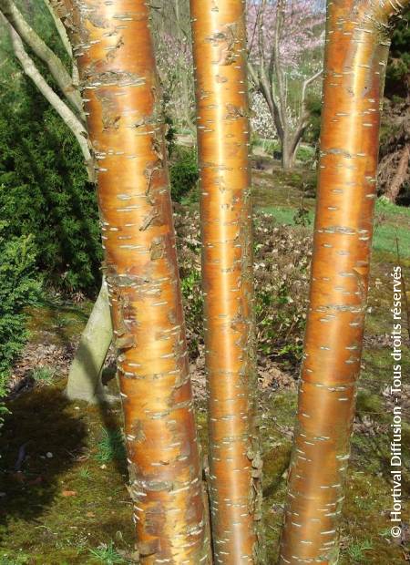 © Hortival Diffusion - Tous droits réservés