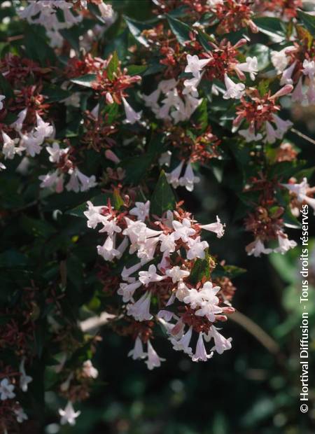 © Hortival Diffusion - Tous droits réservés