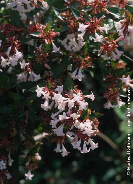 © Hortival Diffusion - Tous droits réservés