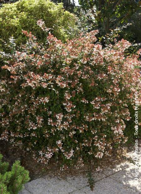 © Hortival Diffusion - Tous droits réservés