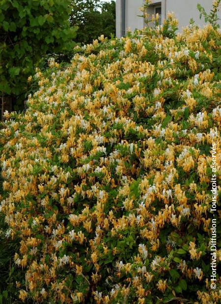 © Hortival Diffusion - Tous droits réservés