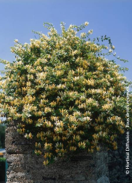 © Hortival Diffusion - Tous droits réservés