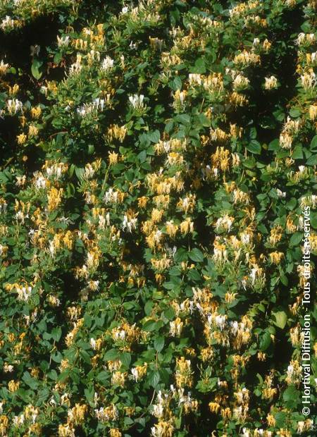 © Hortival Diffusion - Tous droits réservés