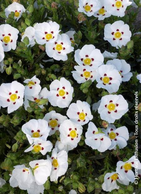 © Hortival Diffusion - Tous droits réservés