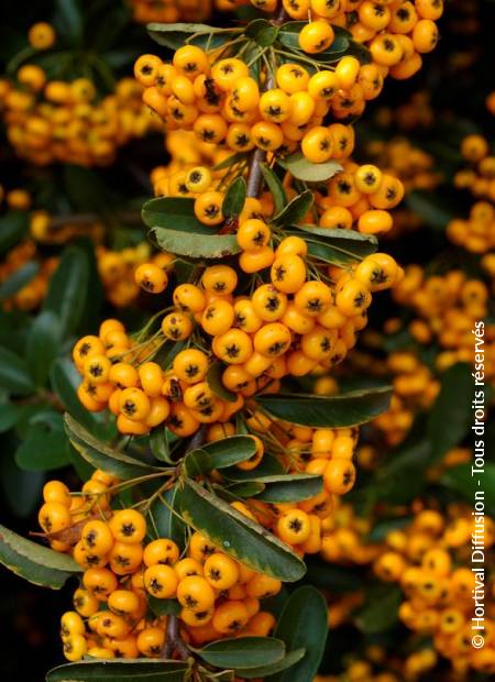 © Hortival Diffusion - Tous droits réservés