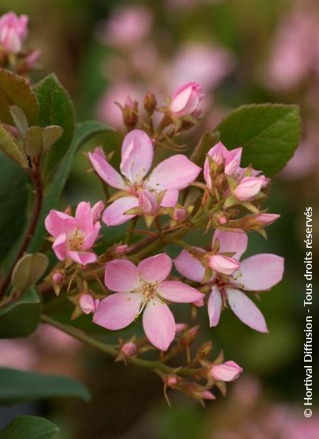 © Hortival Diffusion - Tous droits réservés