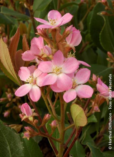 © Hortival Diffusion - Tous droits réservés