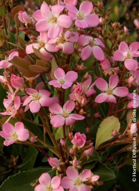 © Hortival Diffusion - Tous droits réservés