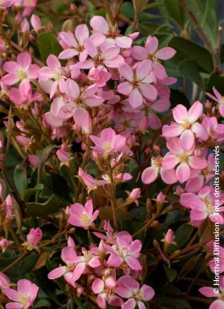 © Hortival Diffusion - Tous droits réservés