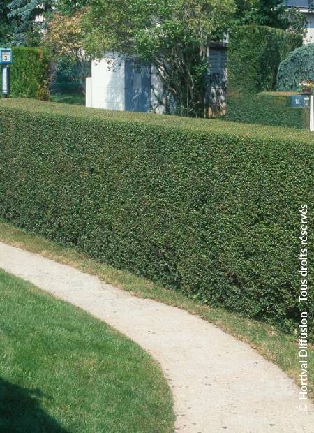 © Hortival Diffusion - Tous droits réservés