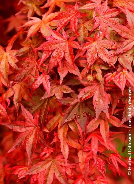 ACER palmatum 'DESHOJO' | Minier Solution Pro