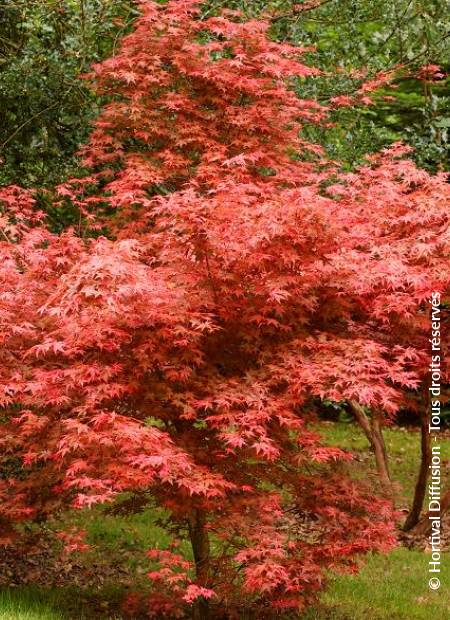 © Hortival Diffusion - Tous droits réservés